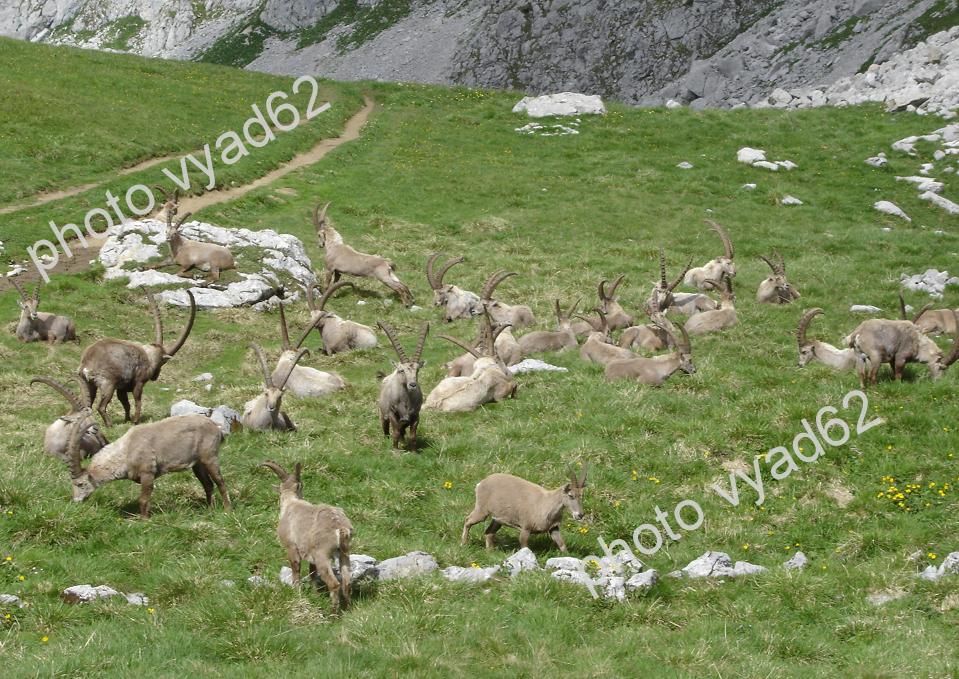 troupeau de bouquetins au début du printemps