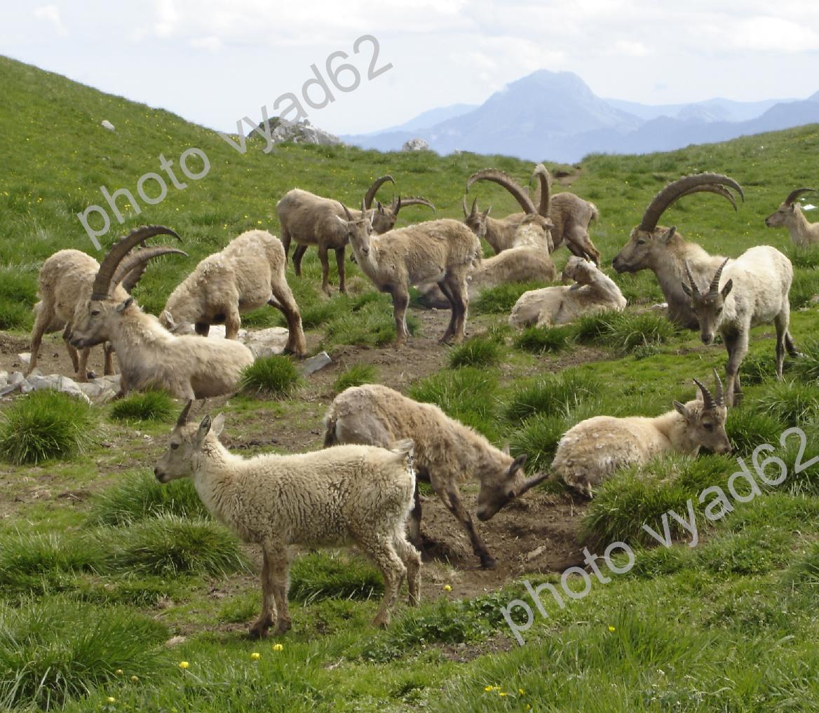 troupeau de bouquetins en montagne