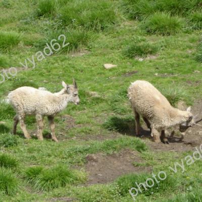 jeunes bouquetins dans l'herbe