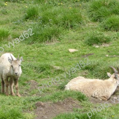 jeunes bouquetins dans l'herbe
