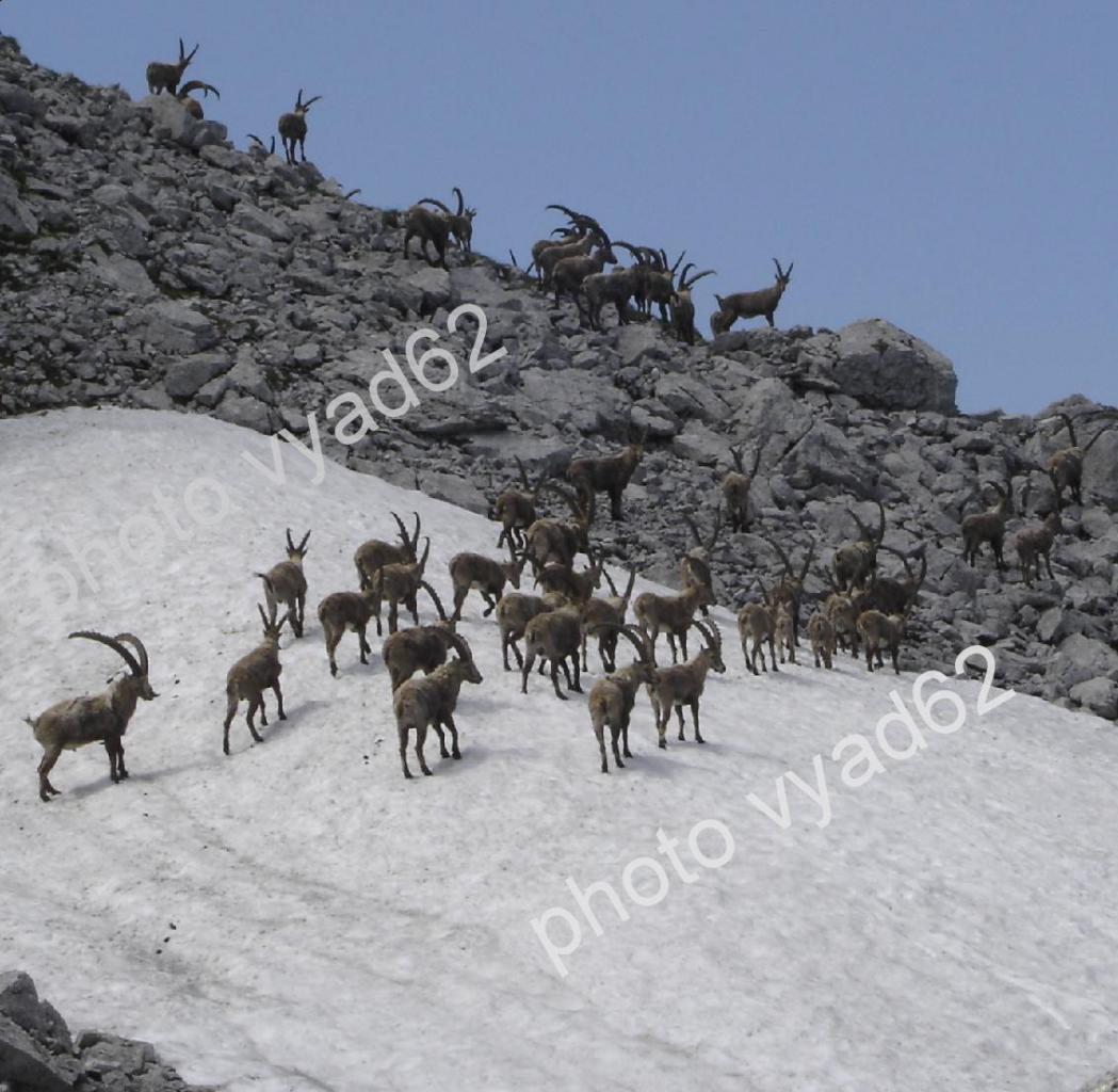 groupes de bouquetins traversant une plaque de neige
