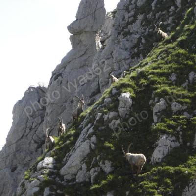 bouquetins à flanc de rochers