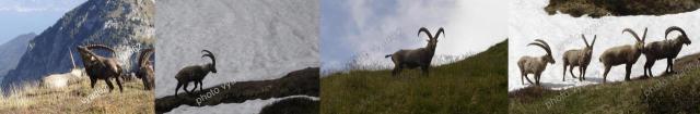 bouc-montage-site-espece-male-3.jpg