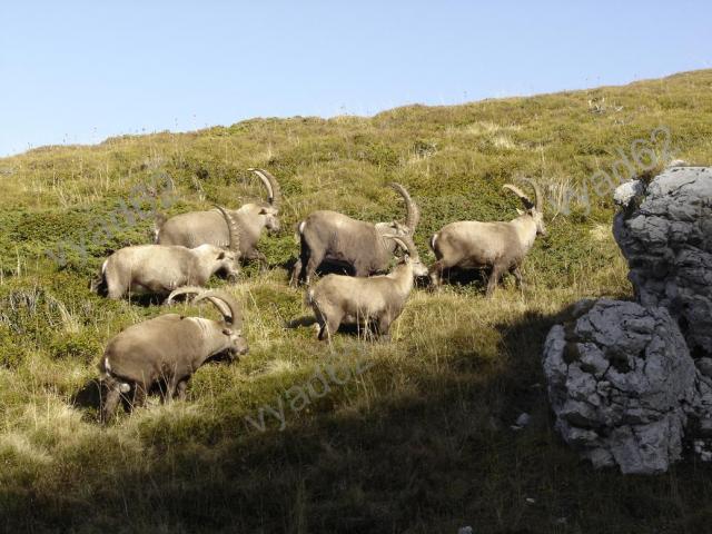 bouquetins-en-montagne.jpg