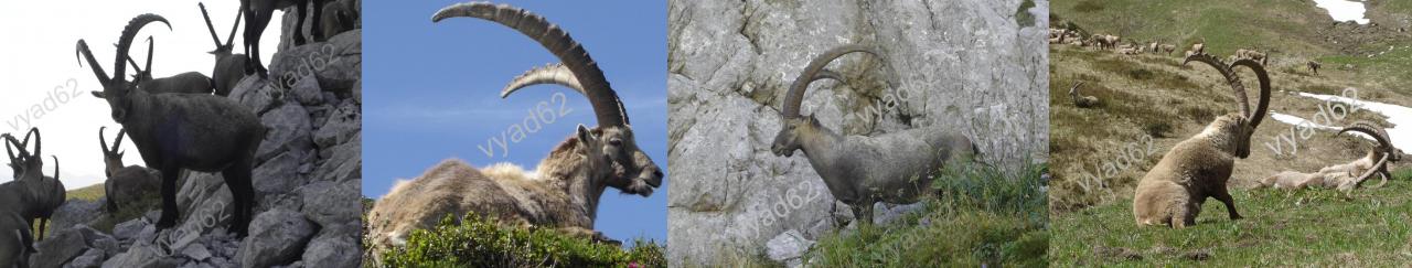 bouquetins-meli-melo1.jpg