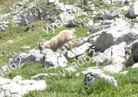 jeunes-bouquetins-dans-les-rochers.jpg