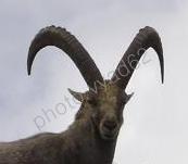 tete-bouc-quiz-monsieur-bouquetin-avec-vyad62-3.jpg
